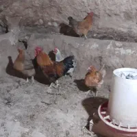 مرغ و خروس محلی