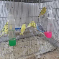 ۱۷تا مرغ عشق|پرنده|کرمانشاه, |دیوار