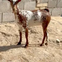 عربی|حیوانات مزرعه|سمنان, |دیوار