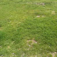 چوپانی برای حیوان