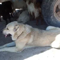 سلام ادرس شهرستان هریس روستای اربطان|سگ|تبریز, |دیوار