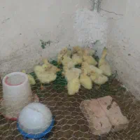 جوجه قو غاز اکراینی سفید