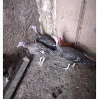 بوقلمون