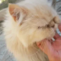 گربه پرشین کت ماده