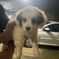 دختر مهربون