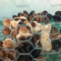 جوجه غاز .بوقلمون جوجه امپراتور جوجه مرغ گردن لخت|حیوانات مزرعه|گلوگاه بابل (گلیا), |دیوار