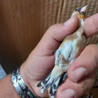 فروش سهره گل بلند درج یک|پرنده|شیراز, آزادگان|دیوار