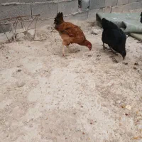 سلام بوقلمون بوربور و دوتا جوجه مرغ بزرگ|حیوانات مزرعه|بجنورد, |دیوار