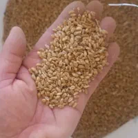 فروش بذر گندم|عمدهفروشی|نیشابور, ماروسک|دیوار