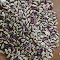 مغز پسته دست شکن درجه ۱ مستقیم از کشاورز