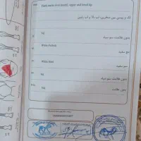 اسب|اسب و تجهیزات اسب‌سواری|مشهد, پنجتن|دیوار