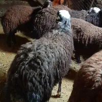 بره نره