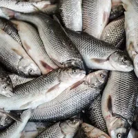 ماهی گرمابی گرمی