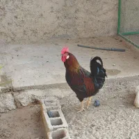 مرغ و خروس محلی