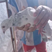 10تا کفتر رو هم دونه 2۰۰ مفت