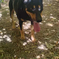 سگ دوبرمن مکس