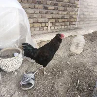 مرغ چهل تاج گلین سیاه