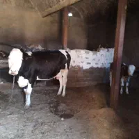 گاو سیمیتال|حیوانات مزرعه|کشاورز, |دیوار