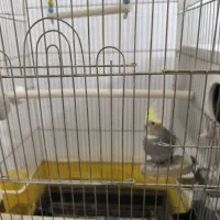 عروس هلندی با تخم و جوجه|پرنده|مشهد, شهید قربانی|دیوار