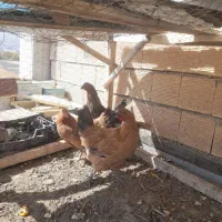 مرغ|پرنده|فارسان, |دیوار