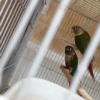 گرنچیک جفت مولد کاشمر