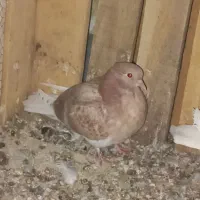 کبوتر|پرنده|آران و بیدگل, |دیوار