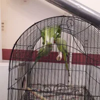 جفت ملنگو|پرنده|سهند, |دیوار