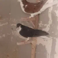 کفتر هوای شهری|پرنده|شیراز, نیستان|دیوار