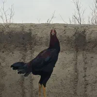 خروس لاری|حیوانات مزرعه|محمدیه-قزوین, |دیوار