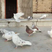 کبوتر تهرانی پرشی