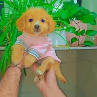 پودل پامر|سگ|رشت, دیانتی|دیوار