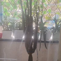 کاکتوس افوربیا