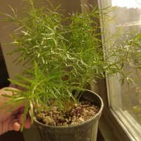 فروش ویژه گل های سینگونیوم|گل و گیاه طبیعی|بجنورد, |دیوار