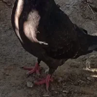 کفتر ماده سیاه هوایی