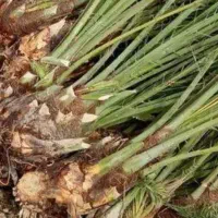 پاجوش نخل برحی اصل ‌عبادان