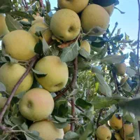 سرکارگر برای محصولات کشاورزی