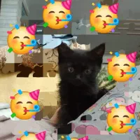 گربه بانمک و شیطون