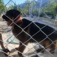 ژرمن جهت کشش