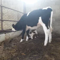 گوساله ماده جنس شیری|حیوانات مزرعه|گمیشان, |دیوار