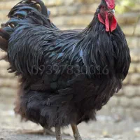 اورپینگتون نژاد سلطنتی|حیوانات مزرعه|تهران, آرژانتین|دیوار