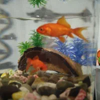 ماهی چهار دم