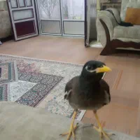 مرغ مینا دستی پنج ماهه