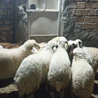 بره پشم شیر