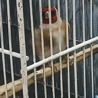 دو عدد سهره گردن کلفت|پرنده|ری, ولی آباد|دیوار