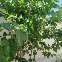 نیازمند کار سرایداری هستیم (زوج)