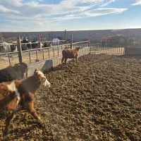 گوساله سمینتال ماده|حیوانات مزرعه|قم, بکایی|دیوار