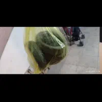 کالسکه عصایی دلیجان|کالسکه و لوازم جانبی|رشت, نظری|دیوار