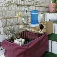 فروش جفت عروس هلندی