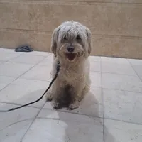 سگ پشمالو نر|سگ|زاهدان, |دیوار