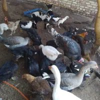 تعدادی مرغ و غاز ، اردک خارجی و بوقلمون|حیوانات مزرعه|کرباسک, |دیوار